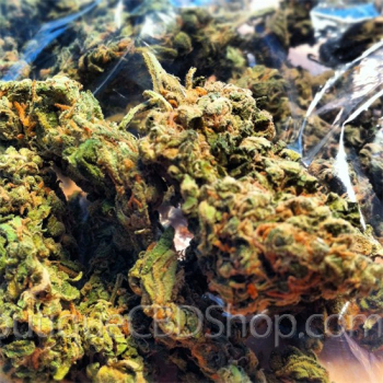 Fleur de cannabis light (CBD) d'une boutique & CBD shop à Chokier