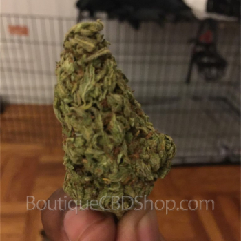 Fleur de cannabis light (CBD) d'une boutique & CBD shop à Furnes