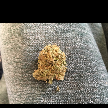 Fleur de cannabis light (CBD) d'une boutique & CBD shop à Termes
