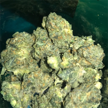 Fleur de cannabis light (CBD) d'une boutique & CBD shop à Orgeo
