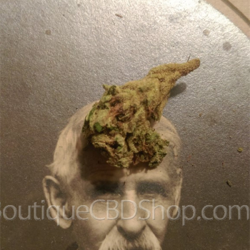 Fleur de cannabis light (CBD) d'une boutique & CBD shop à Ocquier