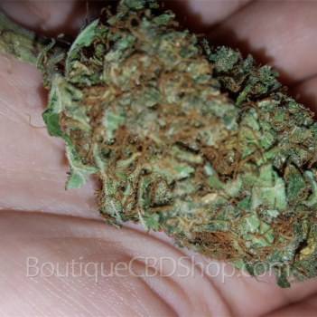 Fleur de cannabis light (CBD) d'une boutique & CBD shop à Schulen
