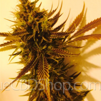 Fleur de cannabis light (CBD) d'une boutique & CBD shop à Hanzinelle