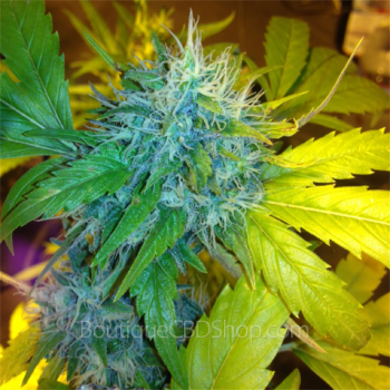 Fleur de cannabis light (CBD) d'une boutique & CBD shop à Ebly